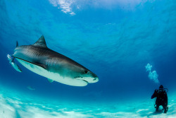 thelovelyseas:  2013 Bahamas 50 446 Tiger Beach Tiger shark by tdpriest on Flickr.
