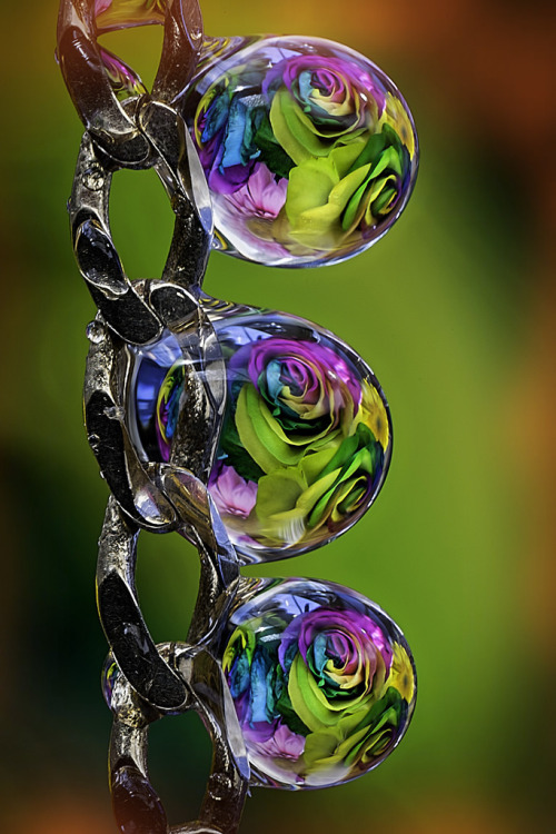 coffeenuts:  rainbow rose drops by ASPphotographic http://flic.kr/p/EVPVLe