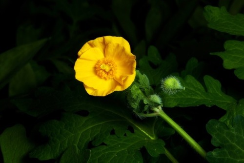 Another woodland native that self-seeds nicely. The Stylophorum diphyllum (Celandine Poppy, Wood Pop