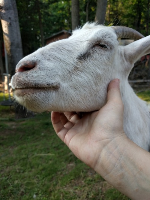 Life on the farm. Happy kid, happy animals. Black currents and other things in the garden… Th