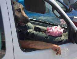 wheeresfluffy:  get in the car