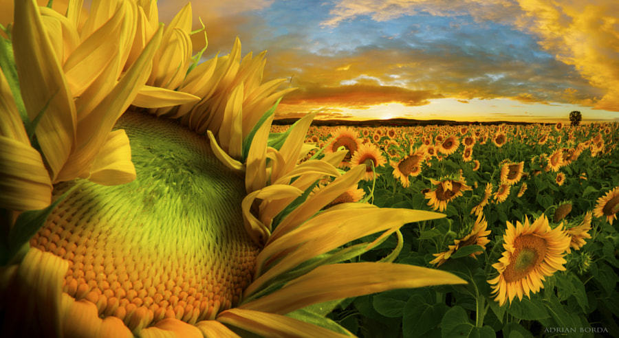 Suncokreti-sunflowers - Page 6 Tumblr_ovs73g5Fb71u3233wo1_1280