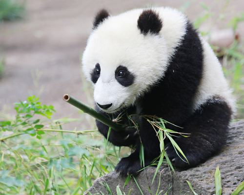 sdzoo:  Mr. Wu Ready to Launch into July 4th Weekend by Angie Bell