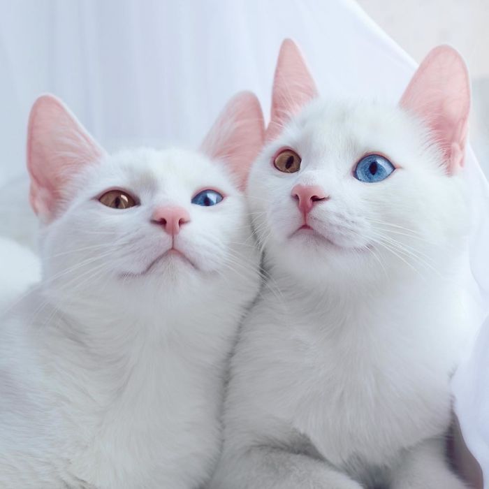 boredpanda:   Meet The Most Beautiful Twin Cats In The World   