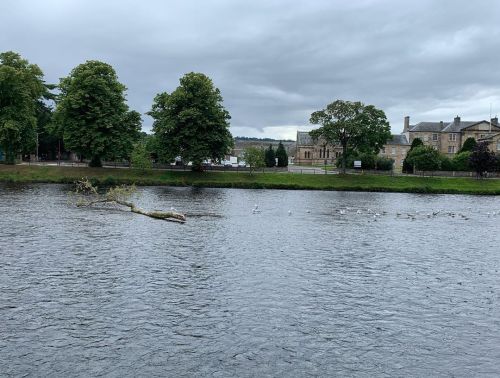 Sebuah pohon di sungai #Inverness…