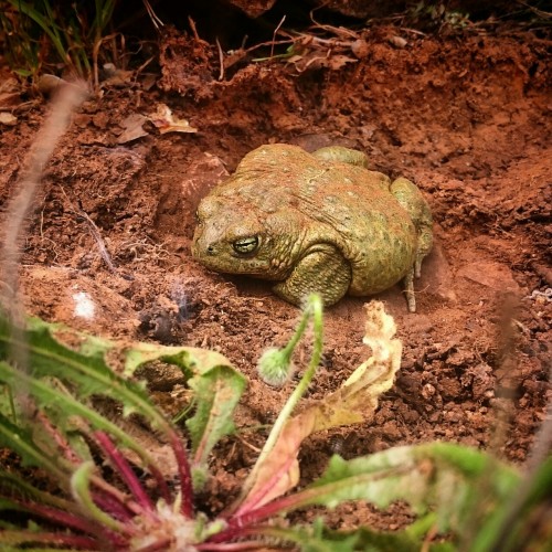 adventurers-diary: Under big stone with crystals was sitting this queen.