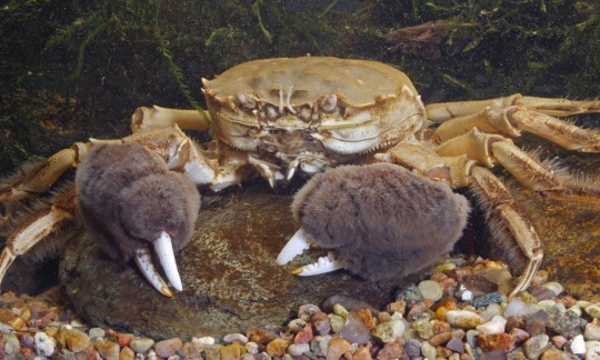 lordmeowdemort:  the-quasar-savior:  necromin:  c-has-a-blog: There’s a lot of talk about crabs on my dash today so guys please go google the Chinese mitten crab look at he mitten  wit the fur   The whole club was lookin at her 