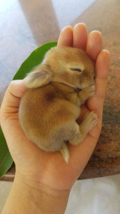 cuteness–overload:Sleep now widdle bunny wabbitSource: bit.ly/2V2MWiI