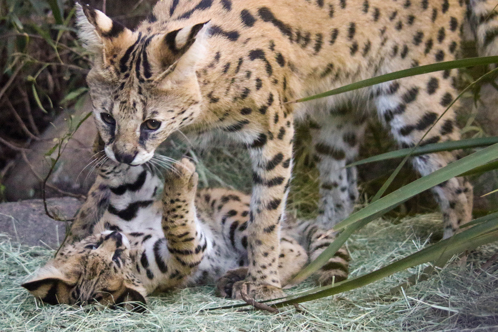 sdzoo:  Kamari the serval kitten serves up the cute.Photos by Penny Hyde