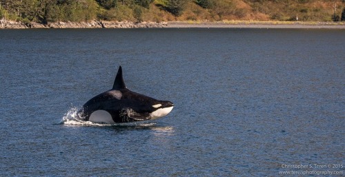 passion4killerwhales: alaskan-orca: Breathtaking photo of a very special whale—AT6 Egagutak! T