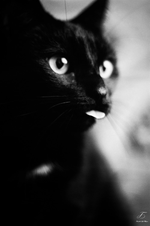 tales-of-the-night-whisperer:  Original Edited by Me (Please do not remove credit) 