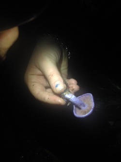 storm-wolf:  Glowing mushrooms , nz forrest.