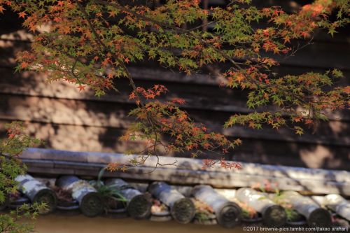 ’21.11.20 手向山八幡宮参道、東大寺南大門付近、春日大社参道、興福寺にてこの日のシリーズ、そろそろ締めます。気が付けばお昼過ぎ。お腹も空いたのですが参道の茶店は観光客で大繁盛。混んでるので撮り