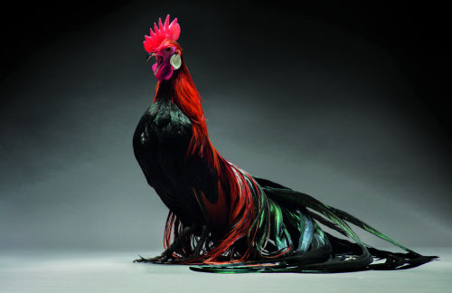 boredpanda: We Photographed Hundreds Of The Most Beautiful Chickens, And Just Look At Them!