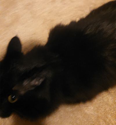 kreugan:  luna aka the unholy offspring of lightning and death itself 