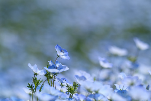 bluenote7: Nemophila