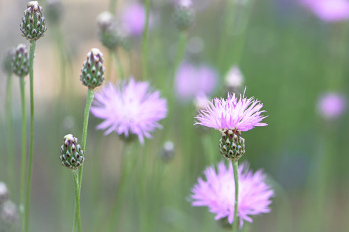 Wild Flower Dreams