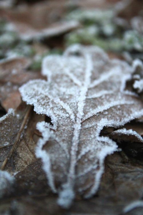 stephenearp:  Frosty oak leaf