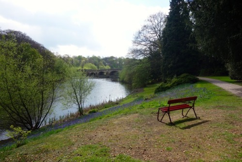 Bluebell spotting at Nostell Priory &amp; Parkland