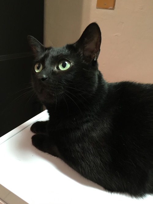 wundernerd:My friend’s cat looks like Toothless