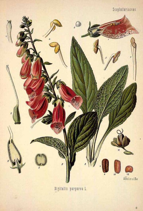 Digitalis purpurea, from Koehler’s Medizinalpflanzen, 1887. Source