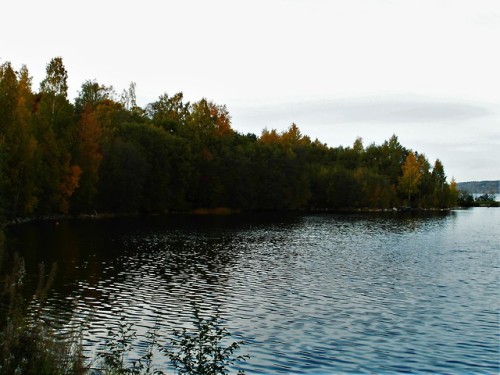 yellow leaves