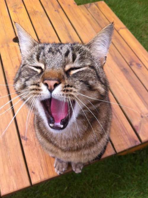 awwww-cute:  My cat yawned just as I snapped the photo. (Source: http://ift.tt/2mQD4Eo)