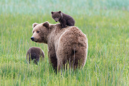 nubbsgalore:  photos by (click pic) d. robert franz, david glatz and ingo arndt (previously featured) of a mother grizzly and her cub in alaska’s lake clark national park (see also: previous bear posts)