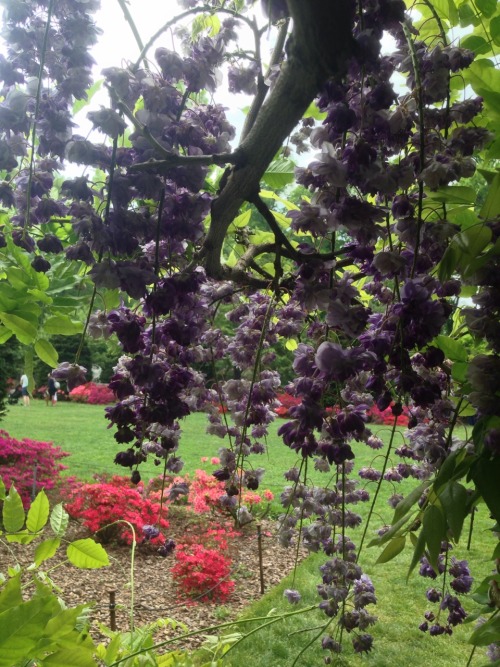 rachelfershleiser: Sunday at the Brooklyn Botanic Garden