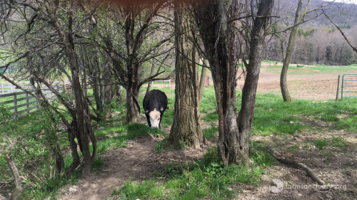 animalsoffarmsanctuary: Frank Escaped Slaughter, and Now He’s Finding His Way in the Herd Fr