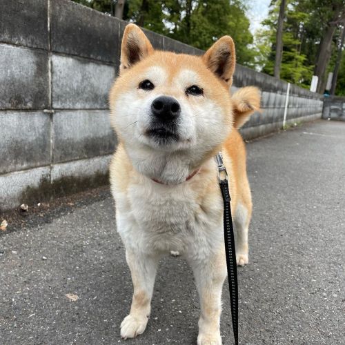 うふふ✨ #dog #doge #shiba #shibe #shibainu #shibastagram #komugi #柴犬 #赤柴 #しばいぬ #柴犬の小麦さん #14歳  w