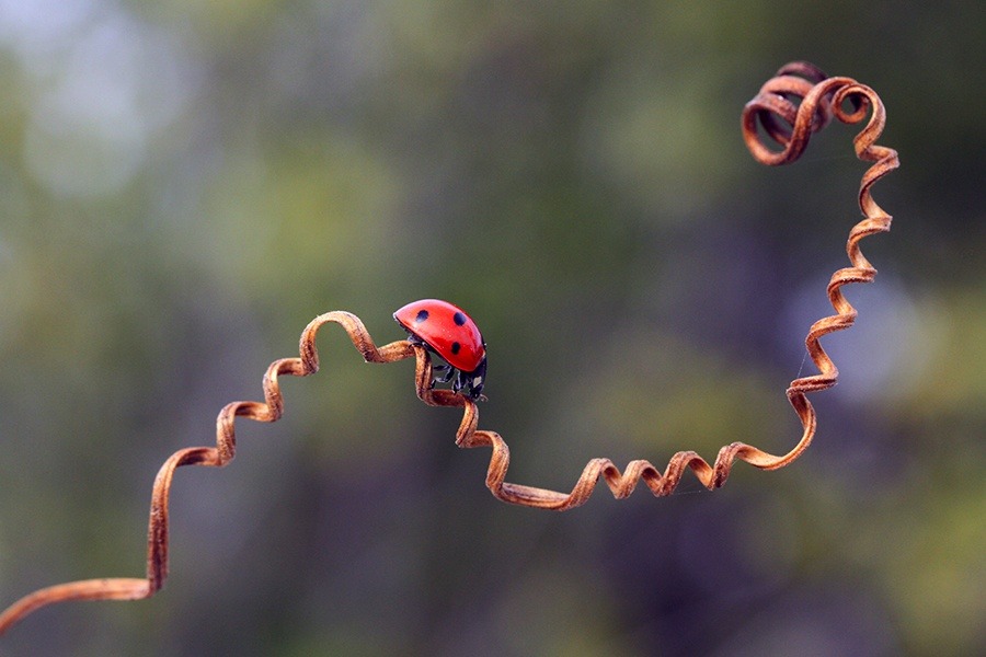 euph0r14:  macro | * | by mehmetkrc | http://ift.tt/1w2OJRB 