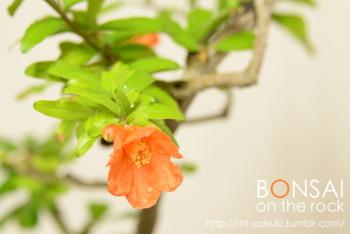 柘榴（ザクロ）の盆栽ZAKURO, Pomegranate bonsai2016.8.28 撮影bonsai on the rock| Creema | BASE | Zazzle.co.jp | Z