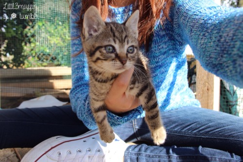 littl3muffin:  kittyyyyyyyyyyy 😻🙀 