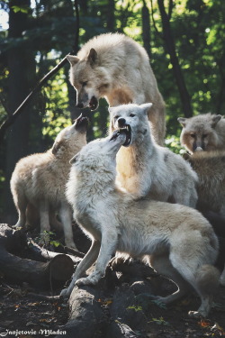 ikwt:  The Wolf Pack (Mladen Janjetovic)