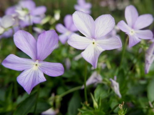 yorksnapshots:Hardy Geranium.