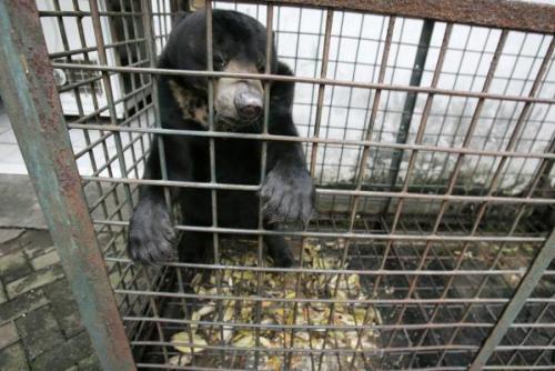 Petitioning Dr. Susilo Bambang Yudhoyono  Close Surabaya Zoo Petition by Trevor Buchanan Australia  Surabaya Zoo, also known as Kebun Binatang Surabaya (KBS), was founded in 1916 and is the one of the largest zoos in South East Asia, covering 37 acres