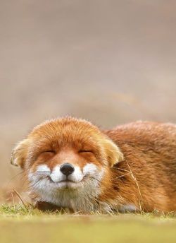 ollebosse:    Red Fox by Roeselien Raimond