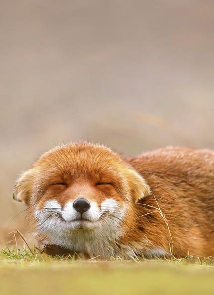 Porn photo ollebosse:    Red Fox by Roeselien Raimond