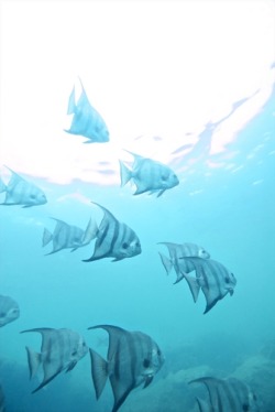 Thelovelyseas:a School Of Atlantic Spadefish (Chaetodipterus Faber) In The Bahamas