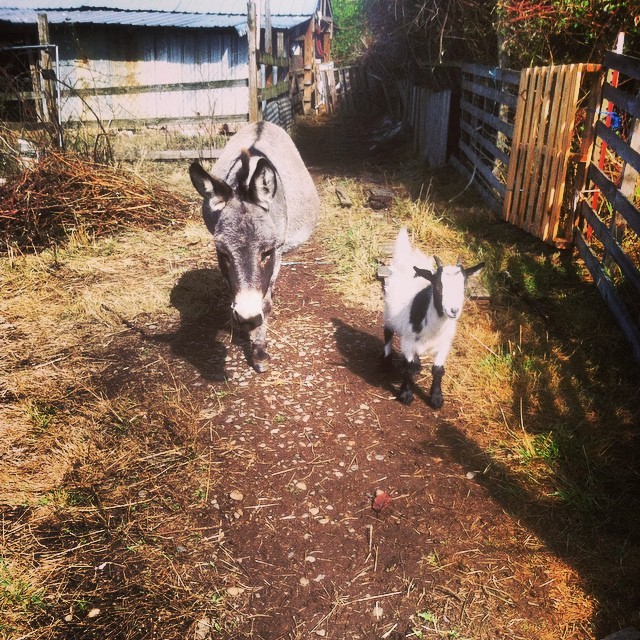 2ufarm:
“Donkey & Freddy #goats #donkey #2UFarm #organic #averynaturalsociety #follow (at 2UFarm Ridgefield WA)
”