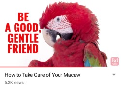 A Macaw made this video