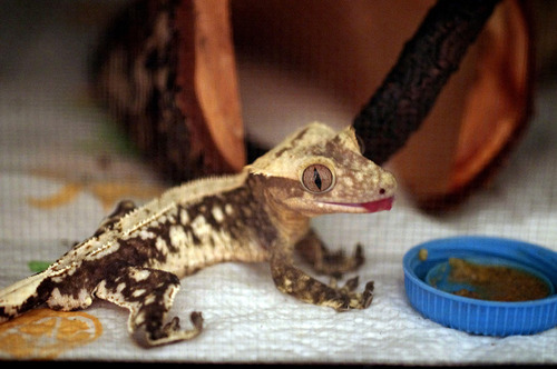 kittendrumstick:  Haven’t posted a gecko update in awhile, so here are some photos from yesterday when I was feeding them. Rosie basically spends all of her time climbing on her cage door until I open it and put food in there. Artemis still hates me,