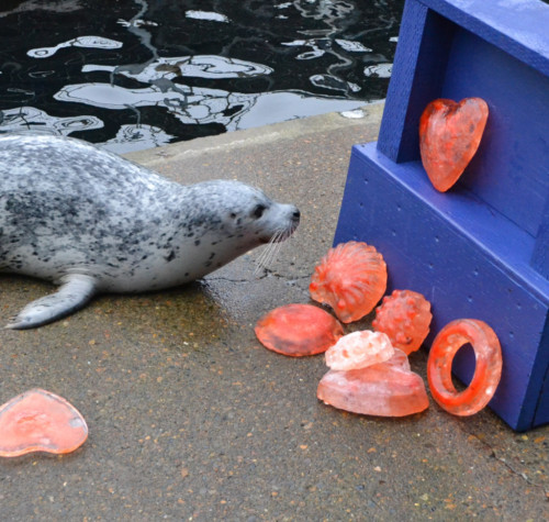 slushyseals:Tazzy the harbor seal (Top) discovers an ice treat on the edge of her pool on Valentine’