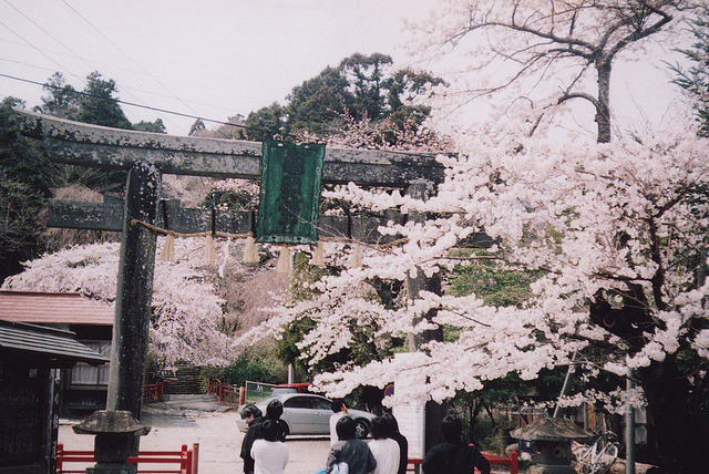 dreams-of-japan:  sakura lunch by mopka on Flickr.  20/12/13