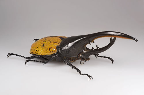 typhlonectes:Hercules beetle (Dynastes hercules), family Scarabaeidae, Neotropics (Americas)photos: 