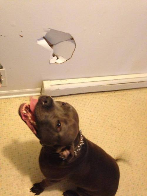 fruitcrocs:aeon-fux:firedanceryote:kinkyeviscerator:cosplaymutt:So my step brothers dog came down th