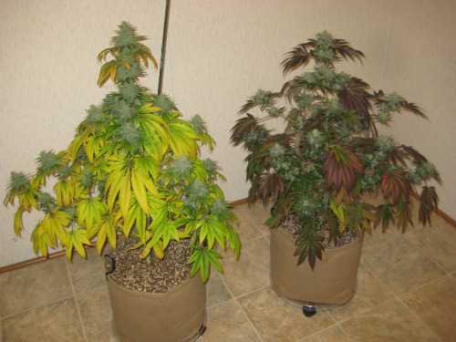thatsgoodweed:  Dos Marijuanos 