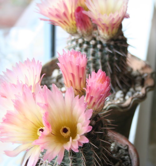 coyotegold:  (via Bon Boutique Blog) 