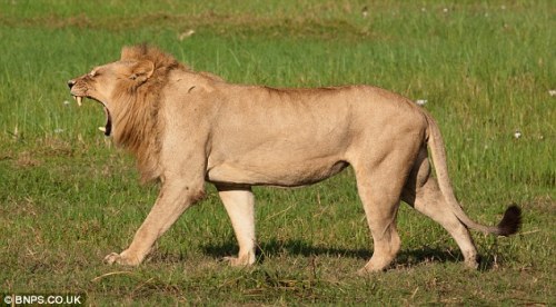 ainawgsd:Though uncommon, maned lionesses have been regularly sighted in the Mombo area of Botswana‘